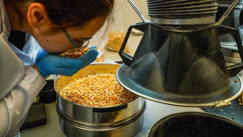 Hamilton ostrzega – uwaga na fumigowane zboże-GospodarkaMorska.pl