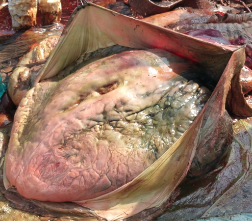 Tak wygląda serce znlezionego w Zatoce Gdańskiej wieloryba. Waży około 110 kg. W dalszym ciągu trwa sekcja zwłok zwierzęcia. Fot. prof. Krzysztof Skóra/Facebook Dom Morświna-GospodarkaMorska.pl