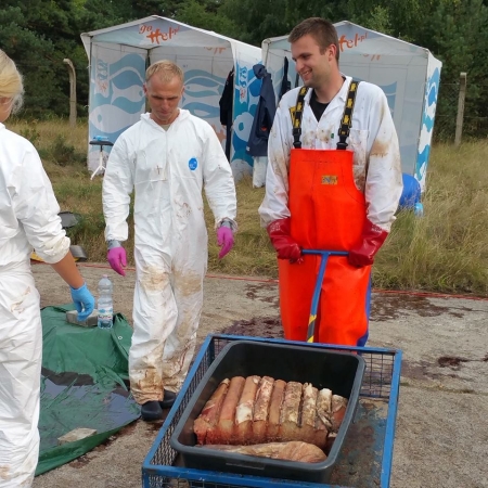 Zdjęcia z sekcji zwołok wieloryba.  Fot. prof. Krzysztof Skóra/Facebook Dom Morświna-GospodarkaMorska.pl