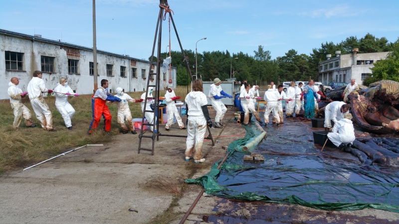 Zdjęcia z sekcji zwołok wieloryba.  Fot. prof. Krzysztof Skóra/Facebook Dom Morświna-GospodarkaMorska.pl