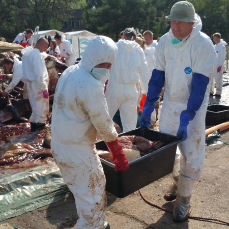 Zdjęcia z sekcji zwołok wieloryba.  Fot. prof. Krzysztof Skóra/Facebook Dom Morświna-GospodarkaMorska.pl