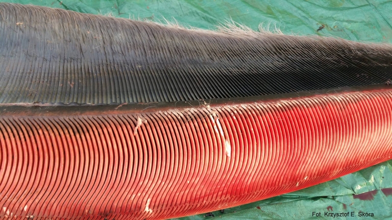 Zdjęcia z sekcji zwołok wieloryba.  Fot. prof. Krzysztof Skóra/Facebook Dom Morświna-GospodarkaMorska.pl