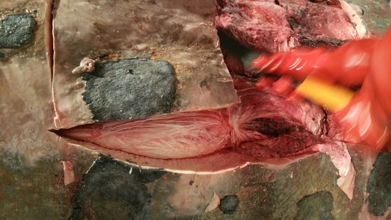 Zdjęcia z sekcji zwołok wieloryba.  Fot. prof. Krzysztof Skóra/Facebook Dom Morświna-GospodarkaMorska.pl