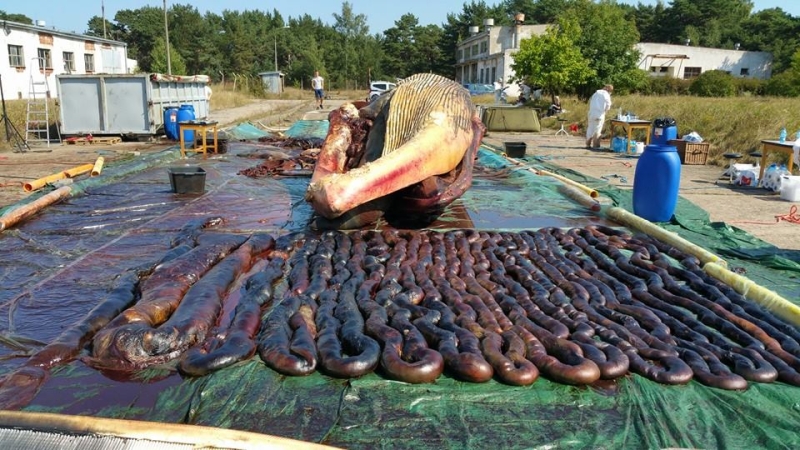 Zdjęcia z sekcji zwołok wieloryba.  Fot. prof. Krzysztof Skóra/Facebook Dom Morświna-GospodarkaMorska.pl