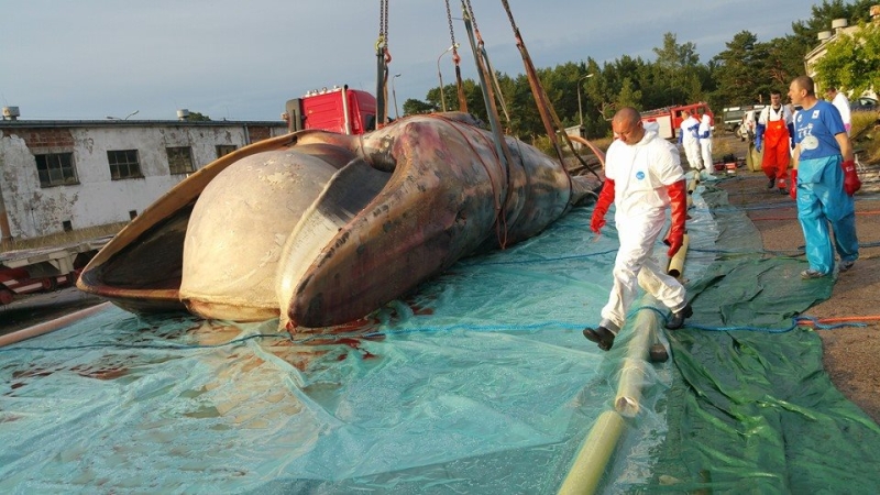 Zdjęcia z sekcji zwołok wieloryba.  Fot. prof. Krzysztof Skóra/Facebook Dom Morświna-GospodarkaMorska.pl