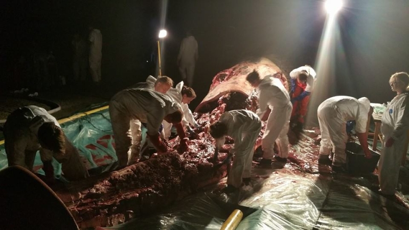 Zdjęcia z sekcji zwołok wieloryba.  Fot. prof. Krzysztof Skóra/Facebook Dom Morświna-GospodarkaMorska.pl