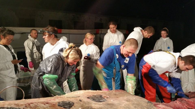 Zdjęcia z sekcji zwołok wieloryba.  Fot. prof. Krzysztof Skóra/Facebook Dom Morświna-GospodarkaMorska.pl