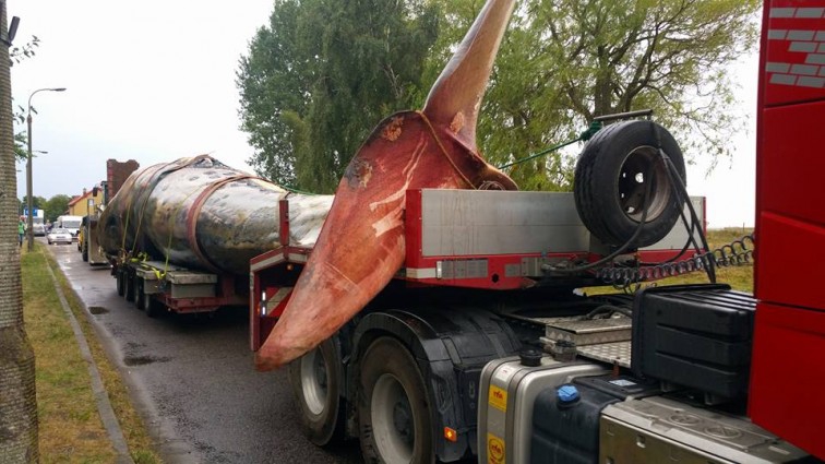 Transport wieloryba do portu wojennego w Helu fot. Facebook Miasto Hel-GospodarkaMorska.pl