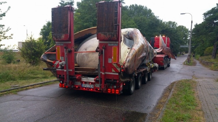 Transport wieloryba do portu wojennego w Helu fot. Facebook Miasto Hel-GospodarkaMorska.pl