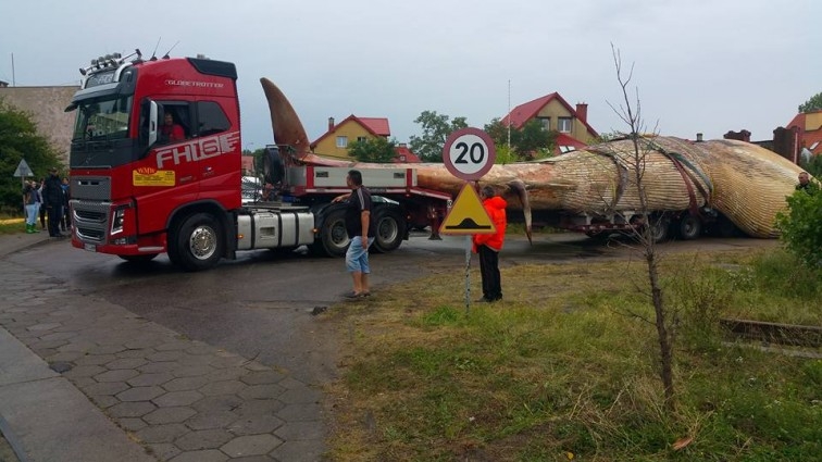 Transport wieloryba do portu wojennego w Helu. Fot. Facebook Miasto Hel-GospodarkaMorska.pl