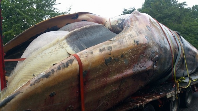 Transport wieloryba do portu wojennego w Helu. Fot. Facebook Miasto Hel-GospodarkaMorska.pl