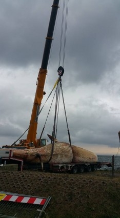 Wyciąganie wieloryba z wody fot. Facebook Miasto Hel-GospodarkaMorska.pl