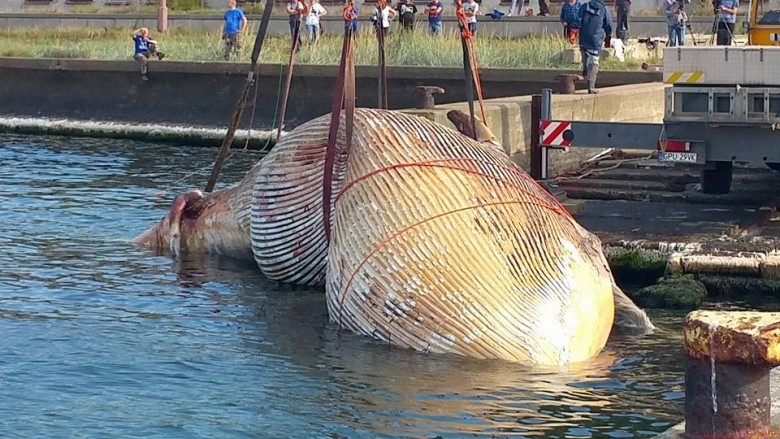 Wyciąganie wieloryba z wody. Fot. Facebook Miasto Hel-GospodarkaMorska.pl