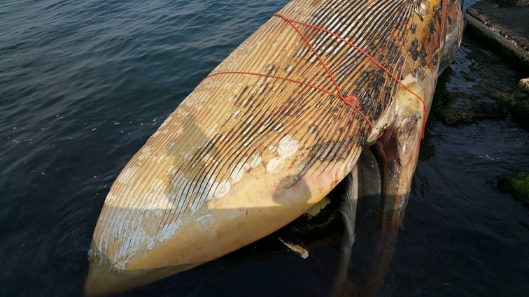 Wyciąganie wieloryba z wody. Fot. Facebook Miasto Hel-GospodarkaMorska.pl