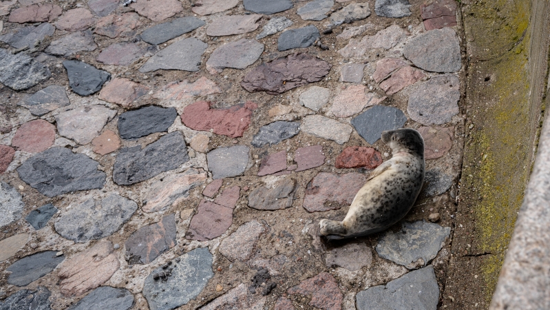 W majówkę nietypowa atrakcja na Skwerze Kościuszki w Gdyni - foka wygrzewała się na kamieniach-GospodarkaMorska.pl