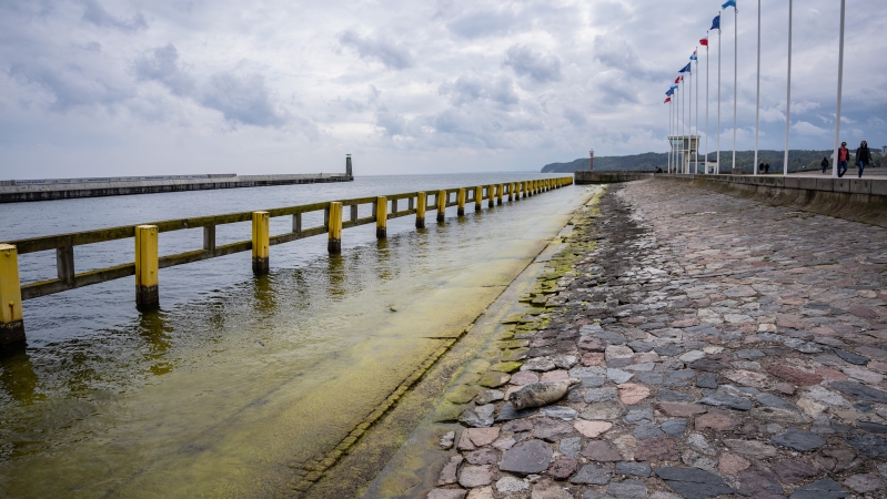 W majówkę nietypowa atrakcja na Skwerze Kościuszki w Gdyni - foka wygrzewała się na kamieniach-GospodarkaMorska.pl