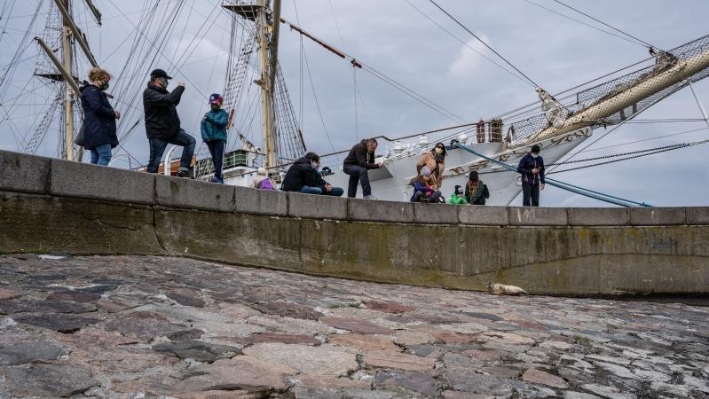 W majówkę nietypowa atrakcja na Skwerze Kościuszki w Gdyni - foka wygrzewała się na kamieniach-GospodarkaMorska.pl