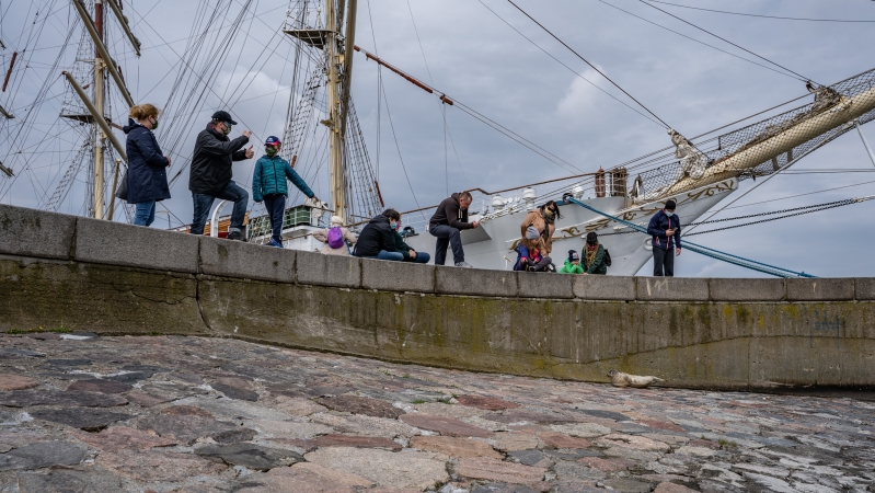 W majówkę nietypowa atrakcja na Skwerze Kościuszki w Gdyni - foka wygrzewała się na kamieniach-GospodarkaMorska.pl