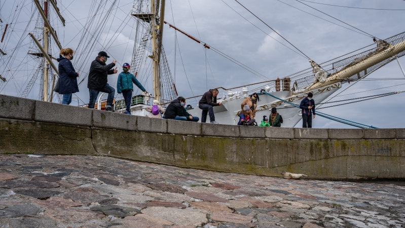 W majówkę nietypowa atrakcja na Skwerze Kościuszki w Gdyni - foka wygrzewała się na kamieniach-GospodarkaMorska.pl