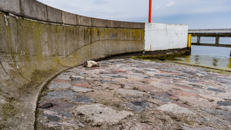 W majówkę nietypowa atrakcja na Skwerze Kościuszki w Gdyni - foka wygrzewała się na kamieniach-GospodarkaMorska.pl