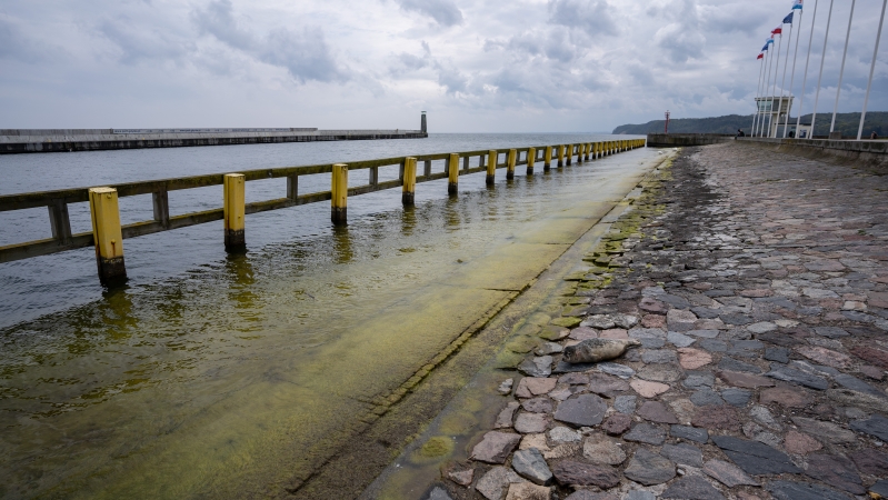 W majówkę nietypowa atrakcja na Skwerze Kościuszki w Gdyni - foka wygrzewała się na kamieniach-GospodarkaMorska.pl