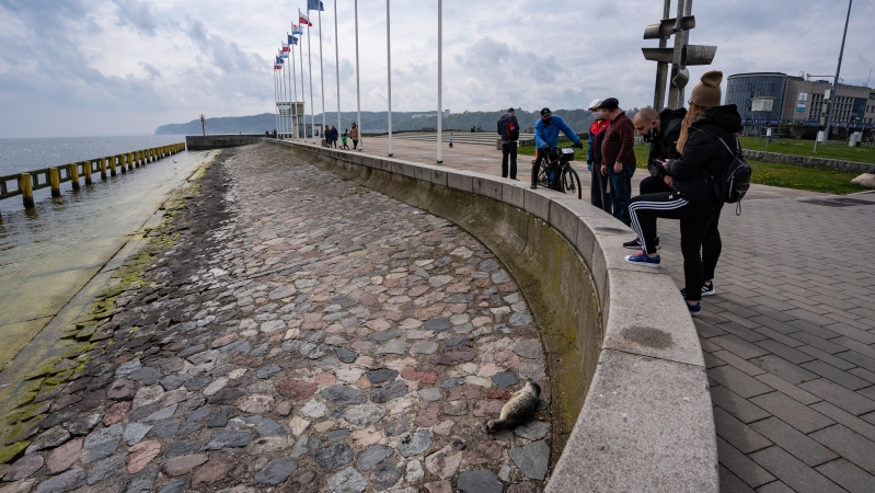 W majówkę nietypowa atrakcja na Skwerze Kościuszki w Gdyni - foka wygrzewała się na kamieniach-GospodarkaMorska.pl