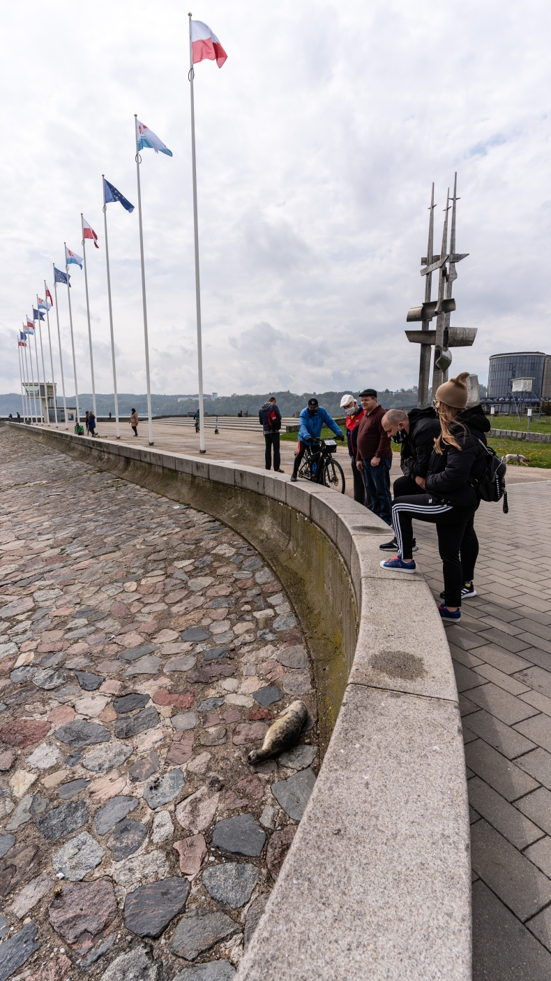 W majówkę nietypowa atrakcja na Skwerze Kościuszki w Gdyni - foka wygrzewała się na kamieniach-GospodarkaMorska.pl