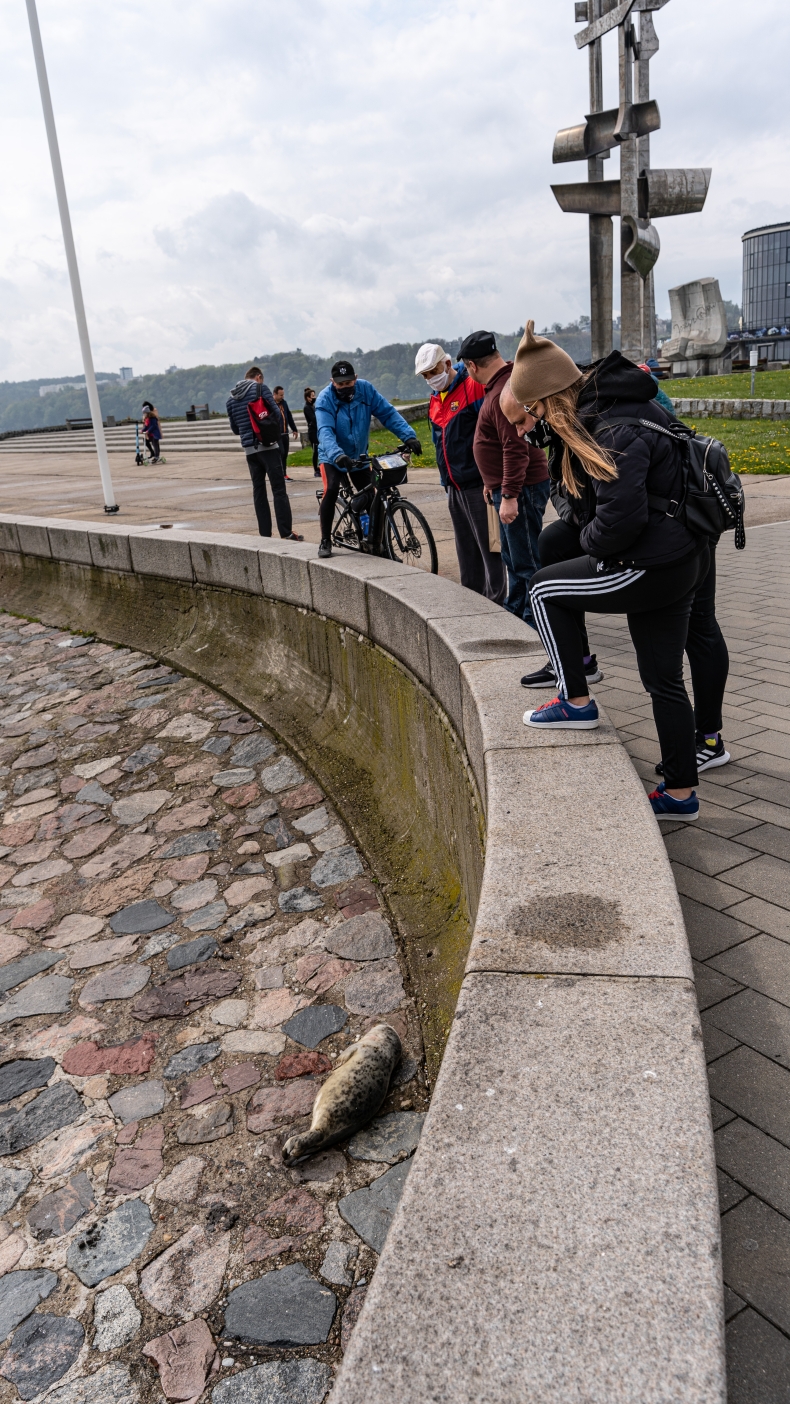W majówkę nietypowa atrakcja na Skwerze Kościuszki w Gdyni - foka wygrzewała się na kamieniach-GospodarkaMorska.pl