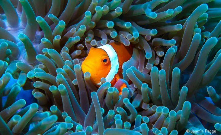 Wybrano zwycięzców konkursu fotograficznego Światowego Dnia Oceanów [foto]-GospodarkaMorska.pl