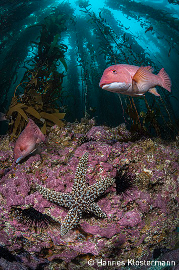 Wybrano zwycięzców konkursu fotograficznego Światowego Dnia Oceanów [foto]-GospodarkaMorska.pl