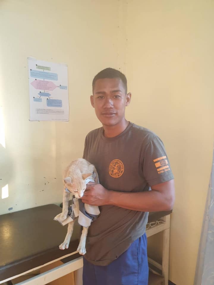 Marynarze z tajskiej marynarki wojennej uratowali 4 koty z tonącego statku-GospodarkaMorska.pl