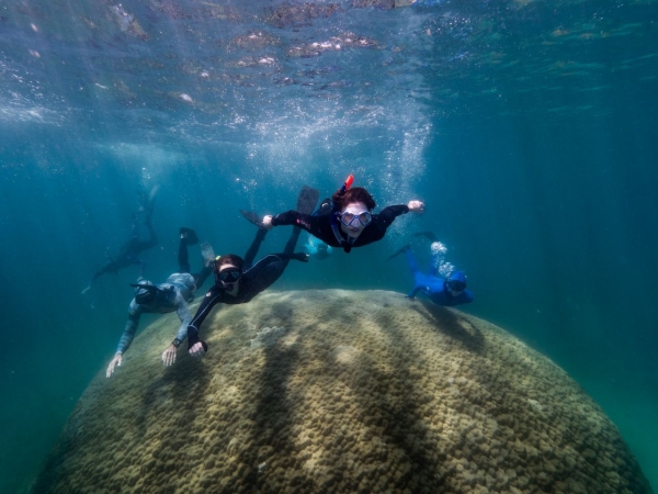 Naukowcy odkryli najbardziej rozległy koralowiec Wielkiej Rafy-GospodarkaMorska.pl