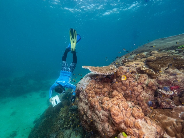 Naukowcy odkryli najbardziej rozległy koralowiec Wielkiej Rafy-GospodarkaMorska.pl