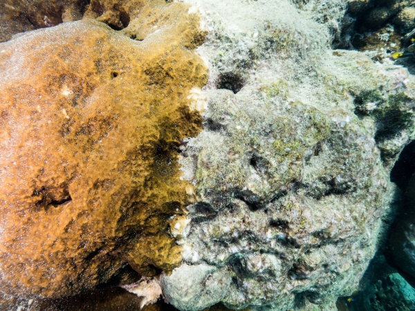 Naukowcy odkryli najbardziej rozległy koralowiec Wielkiej Rafy-GospodarkaMorska.pl