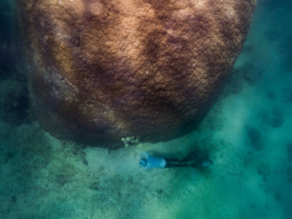 Naukowcy odkryli najbardziej rozległy koralowiec Wielkiej Rafy-GospodarkaMorska.pl