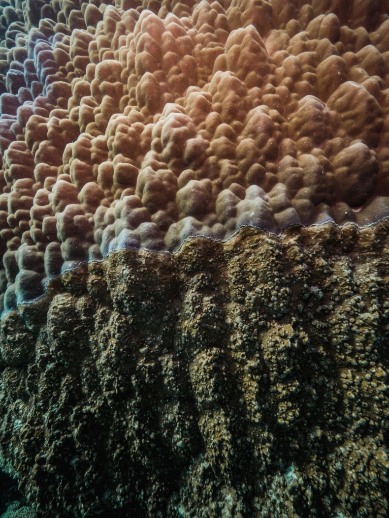 Naukowcy odkryli najbardziej rozległy koralowiec Wielkiej Rafy-GospodarkaMorska.pl