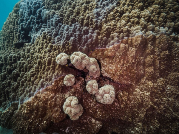 Naukowcy odkryli najbardziej rozległy koralowiec Wielkiej Rafy-GospodarkaMorska.pl