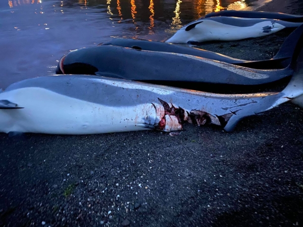 Wyspy Owcze: zabito ponad 1400 delfinów [WIDEO, ZDJĘCIA]-GospodarkaMorska.pl