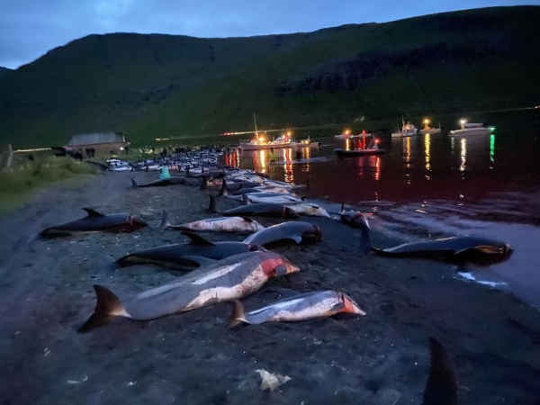 Wyspy Owcze: zabito ponad 1400 delfinów [WIDEO, ZDJĘCIA]-GospodarkaMorska.pl