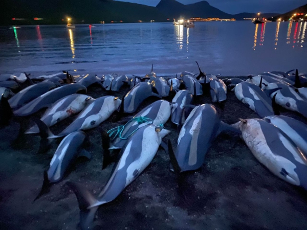 Wyspy Owcze: zabito ponad 1400 delfinów [WIDEO, ZDJĘCIA]-GospodarkaMorska.pl