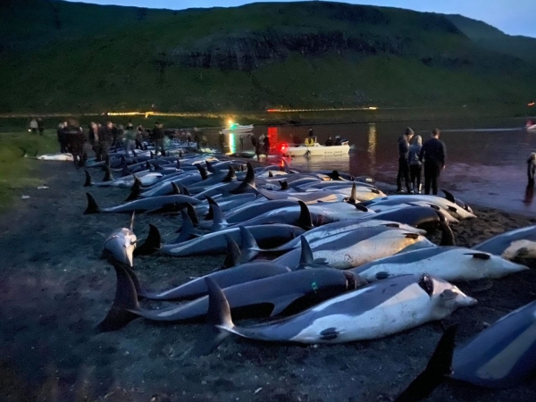 Wyspy Owcze: zabito ponad 1400 delfinów [WIDEO, ZDJĘCIA]-GospodarkaMorska.pl