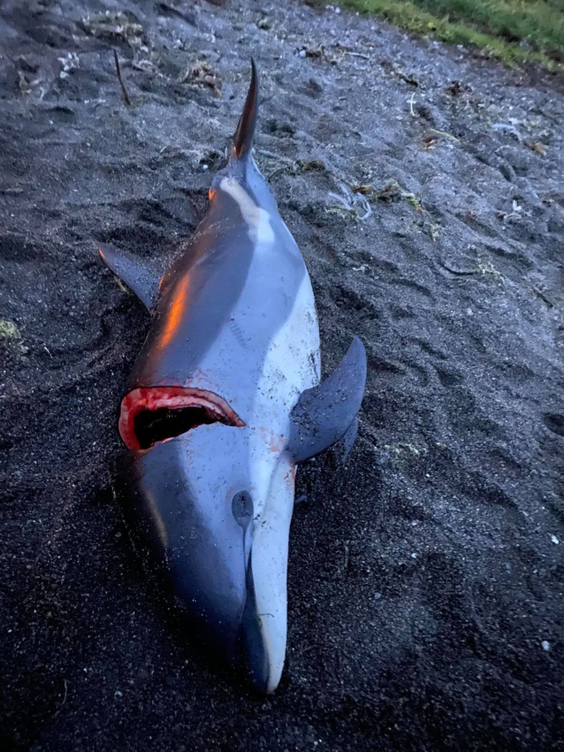 Wyspy Owcze: zabito ponad 1400 delfinów [WIDEO, ZDJĘCIA]-GospodarkaMorska.pl