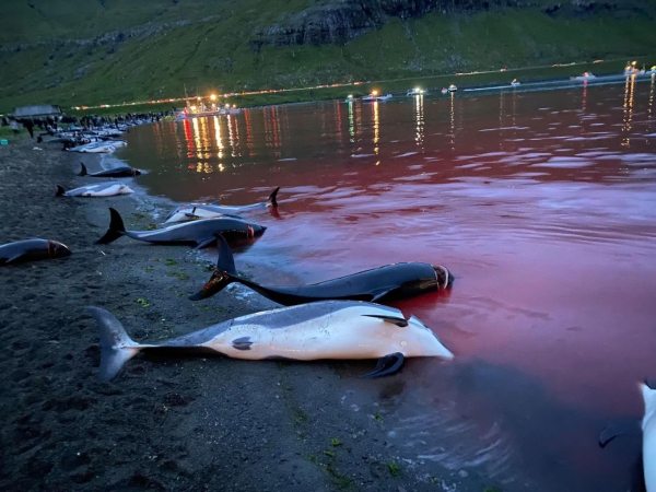 Wyspy Owcze: zabito ponad 1400 delfinów [WIDEO, ZDJĘCIA]-GospodarkaMorska.pl