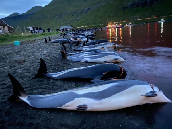 Wyspy Owcze: zabito ponad 1400 delfinów [WIDEO, ZDJĘCIA]-GospodarkaMorska.pl